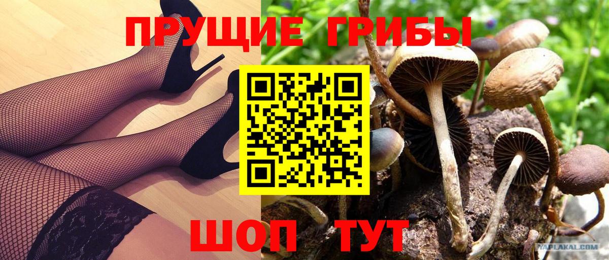Сегежа  Псилоцибиновые грибы прущие грибы  где найти наркотики  Вход с VPN 